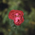 Flower at the Rodin Museum