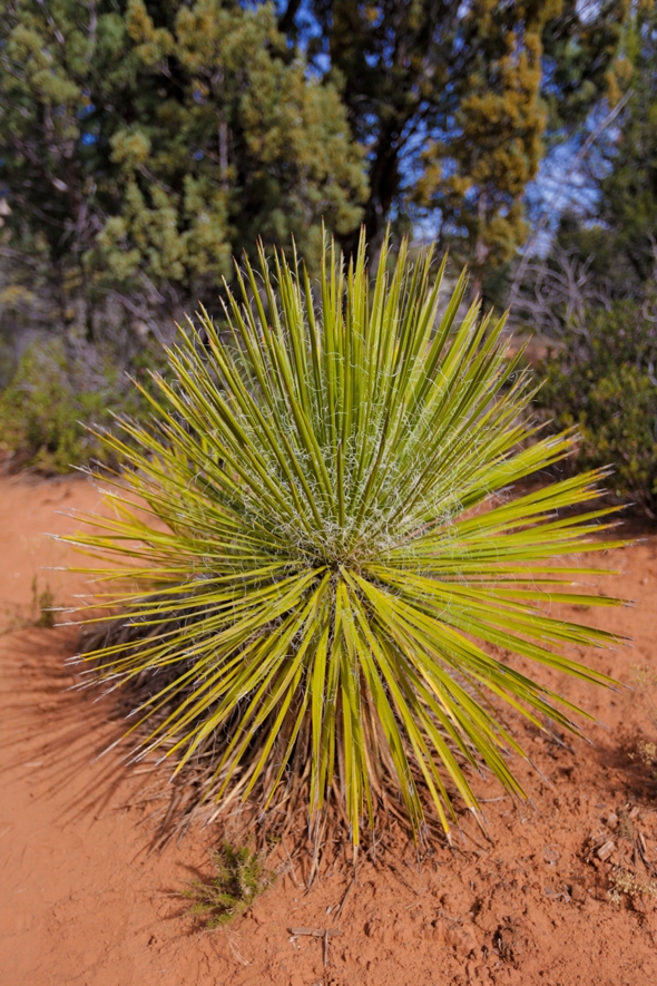 Desert Plants in Sedona, AZ