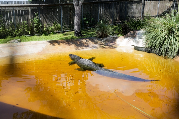 Airboat Tours in the Florida Everglades