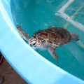 The Turtle Hospital in Marathon, FL