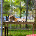 Big Cat Rescue Tampa, FL