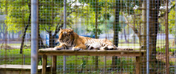 Big Cat Rescue Tampa, FL
