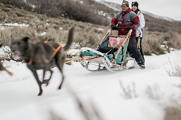 Dog Sledding in Utah at Rocky Mountain Recreation