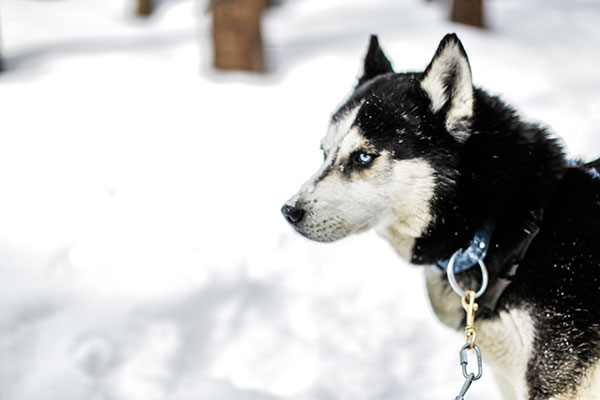 Dog Sledding with Good Times Adventures in Breckenridge, Colorado