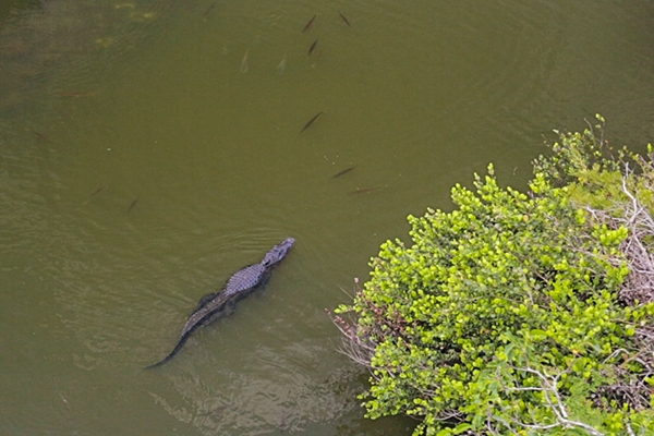 Everglades National Park, Florida