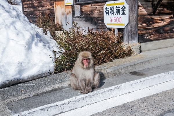 Snow Monkey Park, Jigokudania Yaen-Koen, Japan