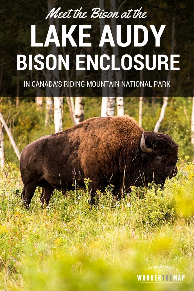Meet the Bison at the Lake Audy Bison Enclosure in Riding Mountain National Park in Manitoba, Canada