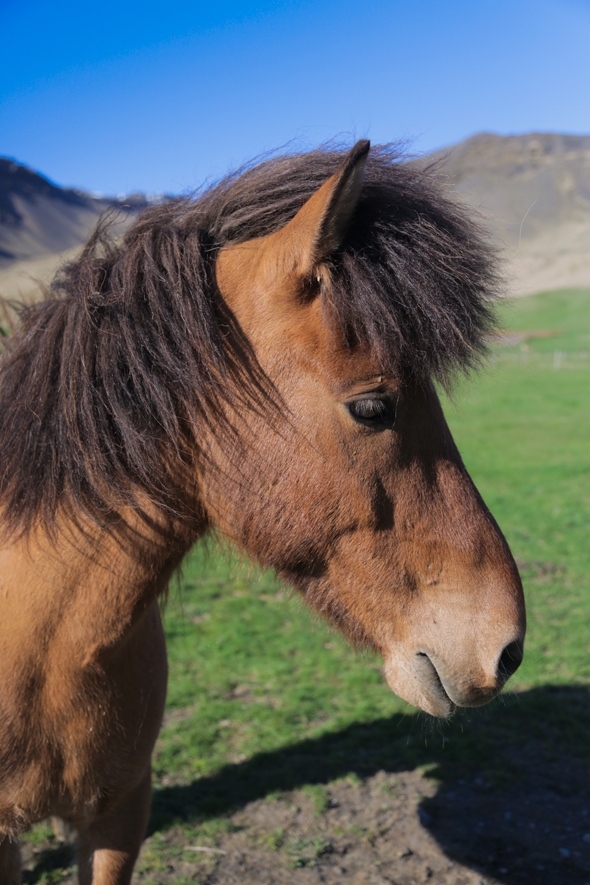 Icelandic Horse along the Ring Road in South Iceland