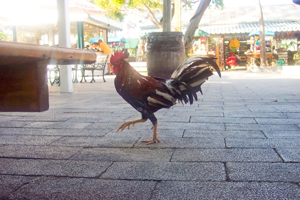 Key West Chicken