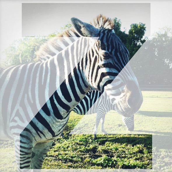 Z is for Zebra at the Zoo 