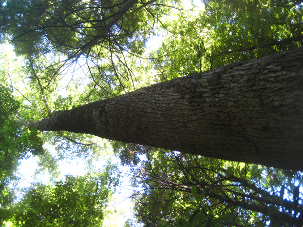 Tree in North Carolina