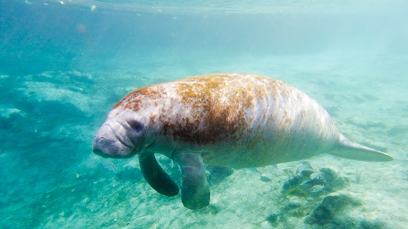 Swimming with the Manatees in Cyrstal River, FL