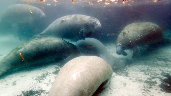 Swimming with the Manatees in Cyrstal River, FL 