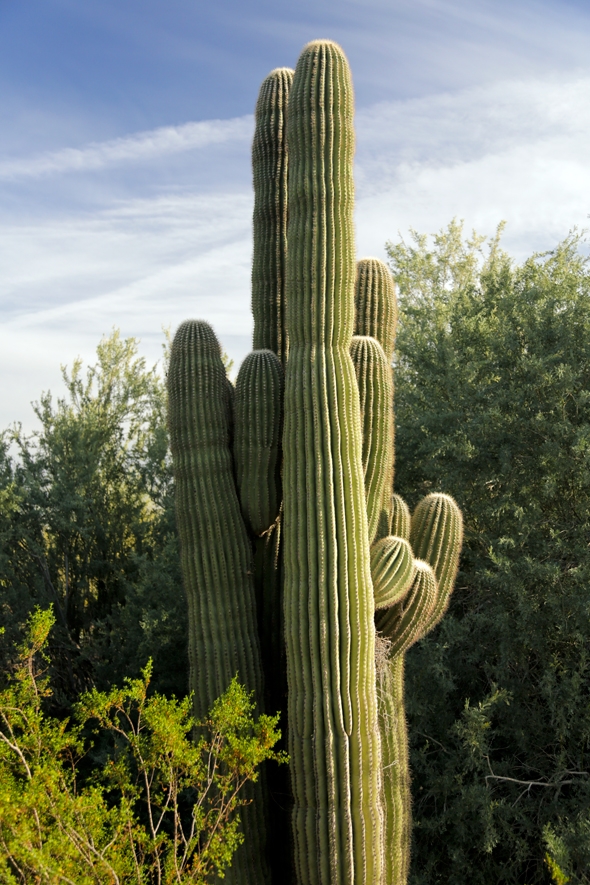 Chihuly in the Garden, Desert Botanical Garden, Phoenix, AZ