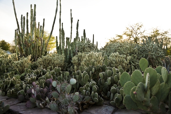 Chihuly in the Garden, Desert Botanical Garden, Phoenix, AZ