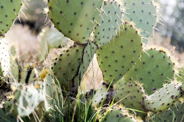 Cactus along the trails in Sedona, AZ