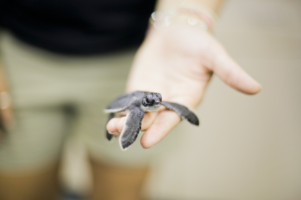 Sea Turtle Hatchling Release at Gumbo Limbo Nature Center in Boca Raton, FL