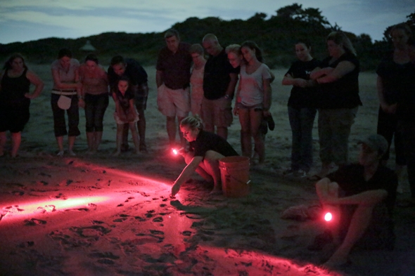 Sea Turtle Hatchling Release at Gumbo Limbo Nature Center in Boca Raton, FL