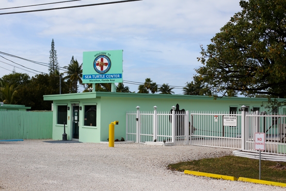 The Turtle Hospital in Marathon, FL