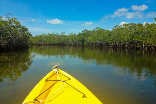 Kayaking Through the Mangroves at John Pennekamp State Park - Wander ...