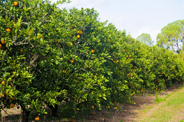 U-Pick Oranges at Showcase of Citrus in Clermont, Florida