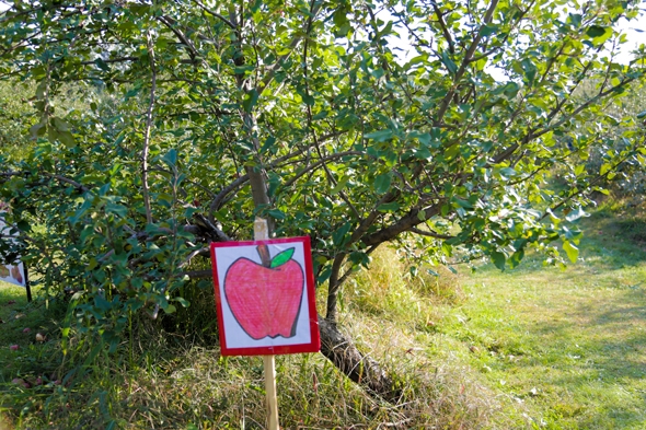 Apple Picking in Minnesota