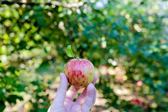 Apple Picking in Minnesota