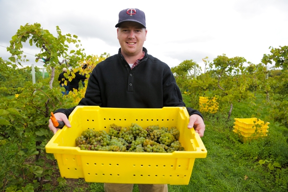 Fall Grape Harvest at Cannon River Winery in Minnesota