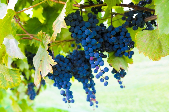Fall Grape Harvest at Cannon River Winery in Minnesota