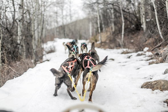 Dog Sledding in Utah at Rocky Mountain Recreation