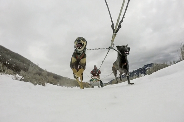 Dog Sledding in Utah at Rocky Mountain Recreation