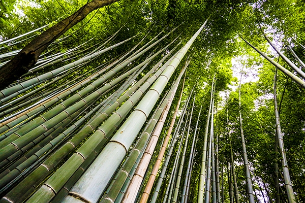 Bamboo Forest Kyoto Japan