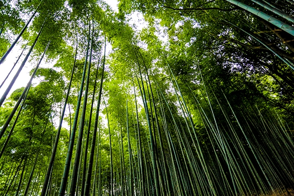 Bamboo Forest Kyoto Japan