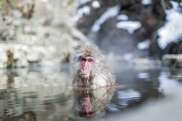 Snow Monkey Park, Jigokudania Yaen-Koen, Japan