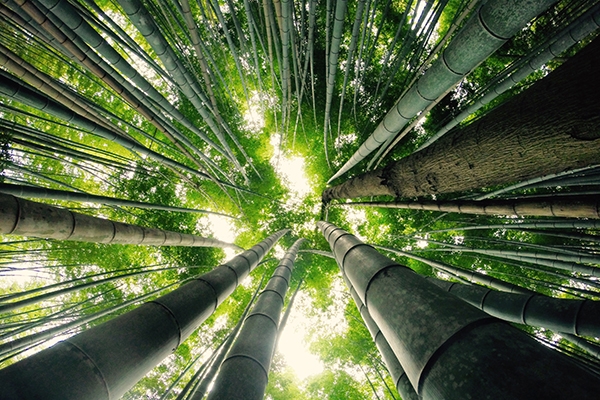 GoPro Photo Bamboo Forest Kyoto, Japan