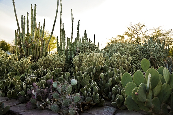 Desert Botanical Gardens Chihuly Exhibit, Phoenix, Arizona