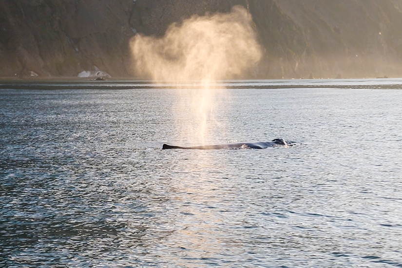 North Sailing Husavik Whale Watching in Iceland