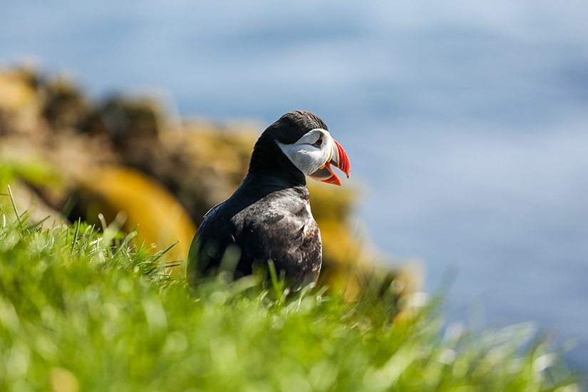 Hiking and Puffins in Iceland at Latrabjarg Bird Cliffs