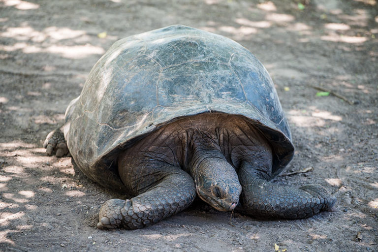 Galapagos essay 08 image