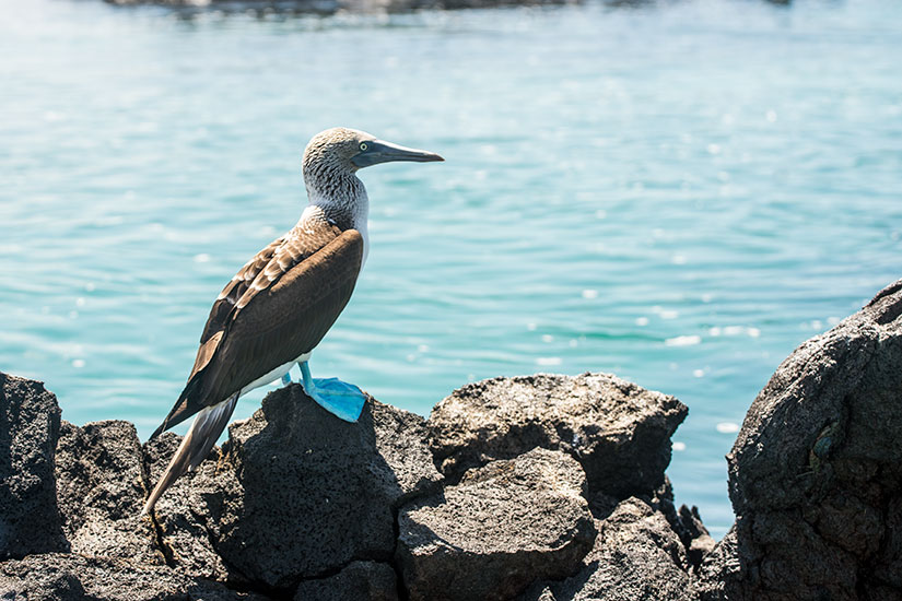 Galapagos Islands, Ecuador, Photo Essay