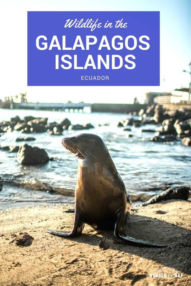 Wildlife Sightings: Our Favorite Animals in the Galapagos Islands