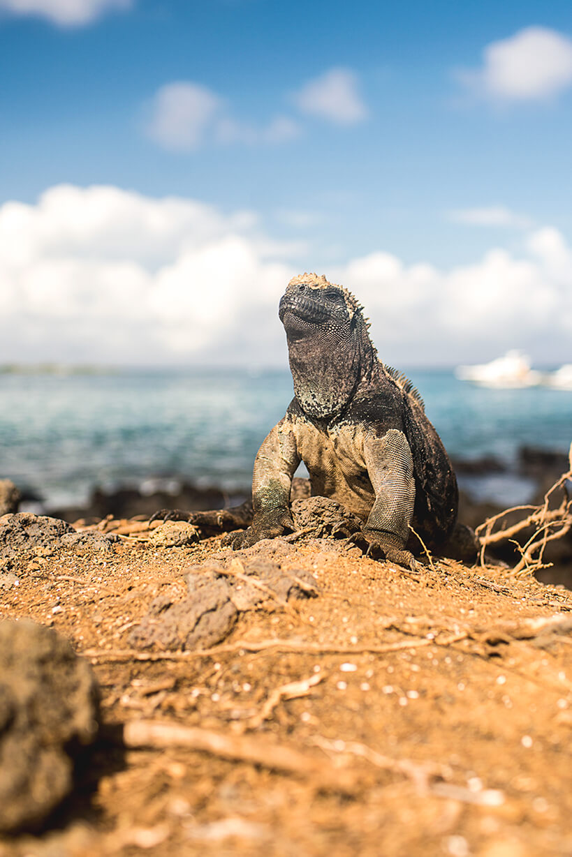 Galapagos Islands Wildlife, Ecuador