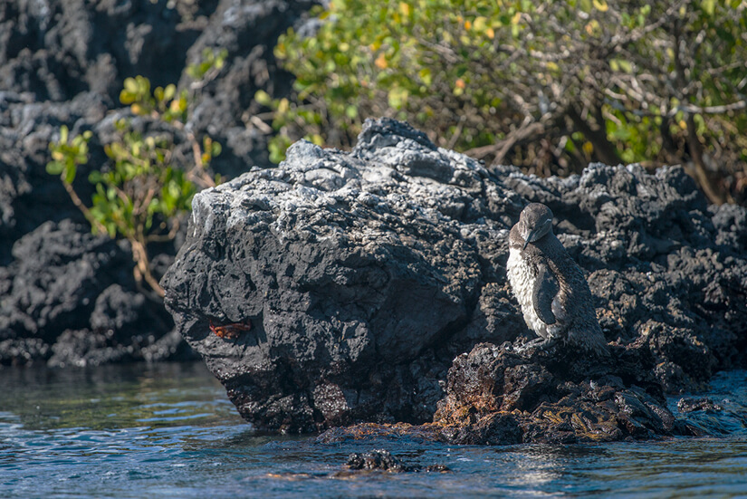 Galapagos Islands Wildlife, Ecuador
