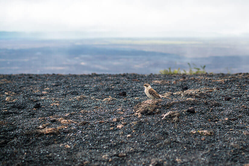 Hiking the Sierra Negra Volcano in the Galapagos Islands