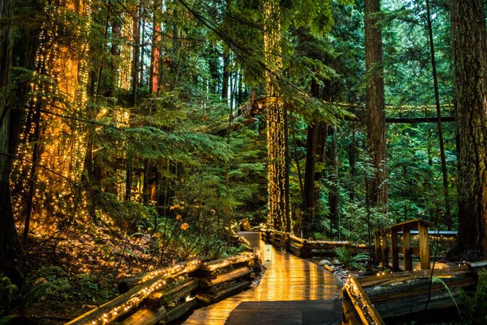 Holidays in Vancouver: Canyon Lights at Capilano Suspension Bridge Park ...