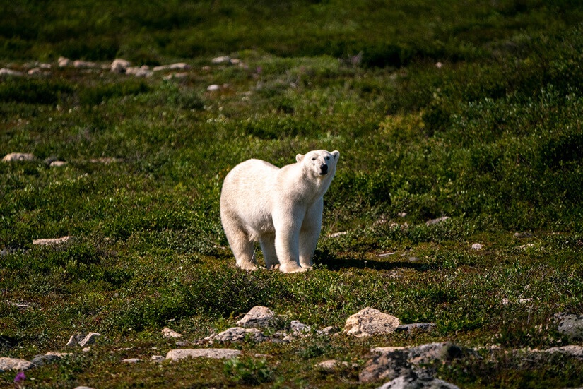 Canada Adventure Polar Bear Tundra Buggy Churchill