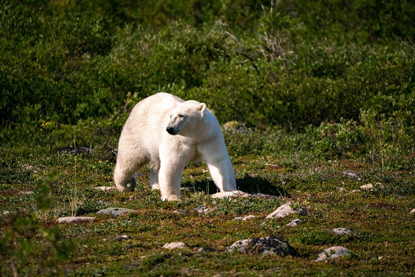 Canada Adventure Polar Bear Tundra Buggy Churchill