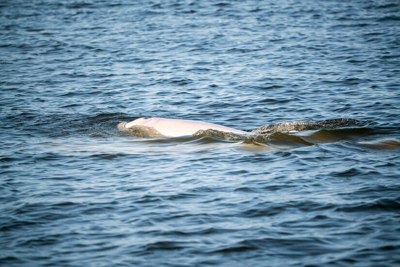 Beluga Whale Experiences, Boat and Fort Tour, Churchill, Manitoba