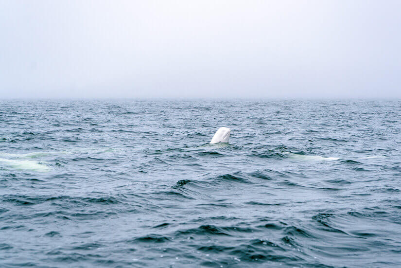 Beluga Whale Experiences, Zodiac Tour, Churchill, Manitoba