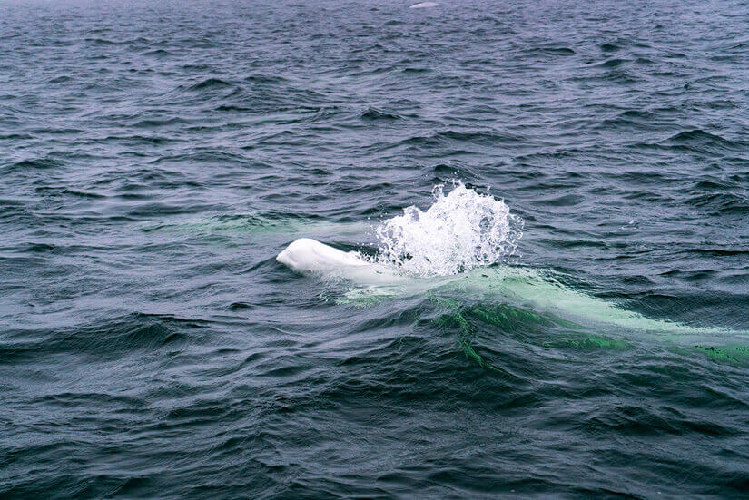 Beluga Whale Experiences, Zodiac Tour, Churchill, Manitoba